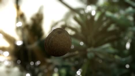 extreme slow motion falling coconut in jungle