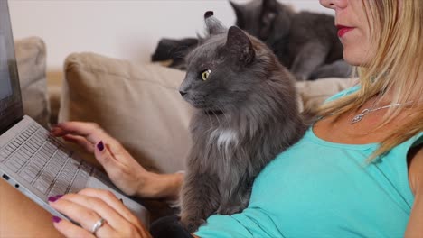 young woman working from home with her 2 cats. animal therapy and stress relief