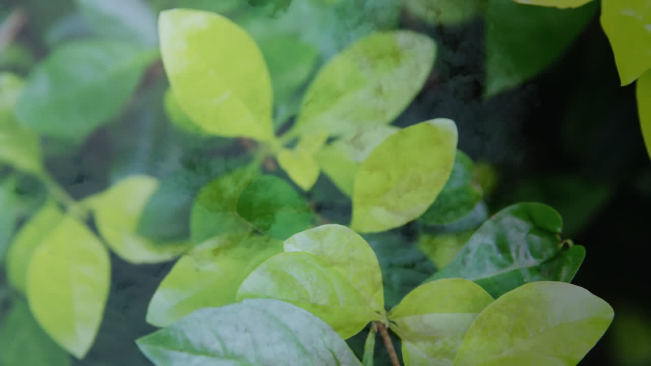 Creating serene atmosphere, mist surrounds green leaves in natural animation