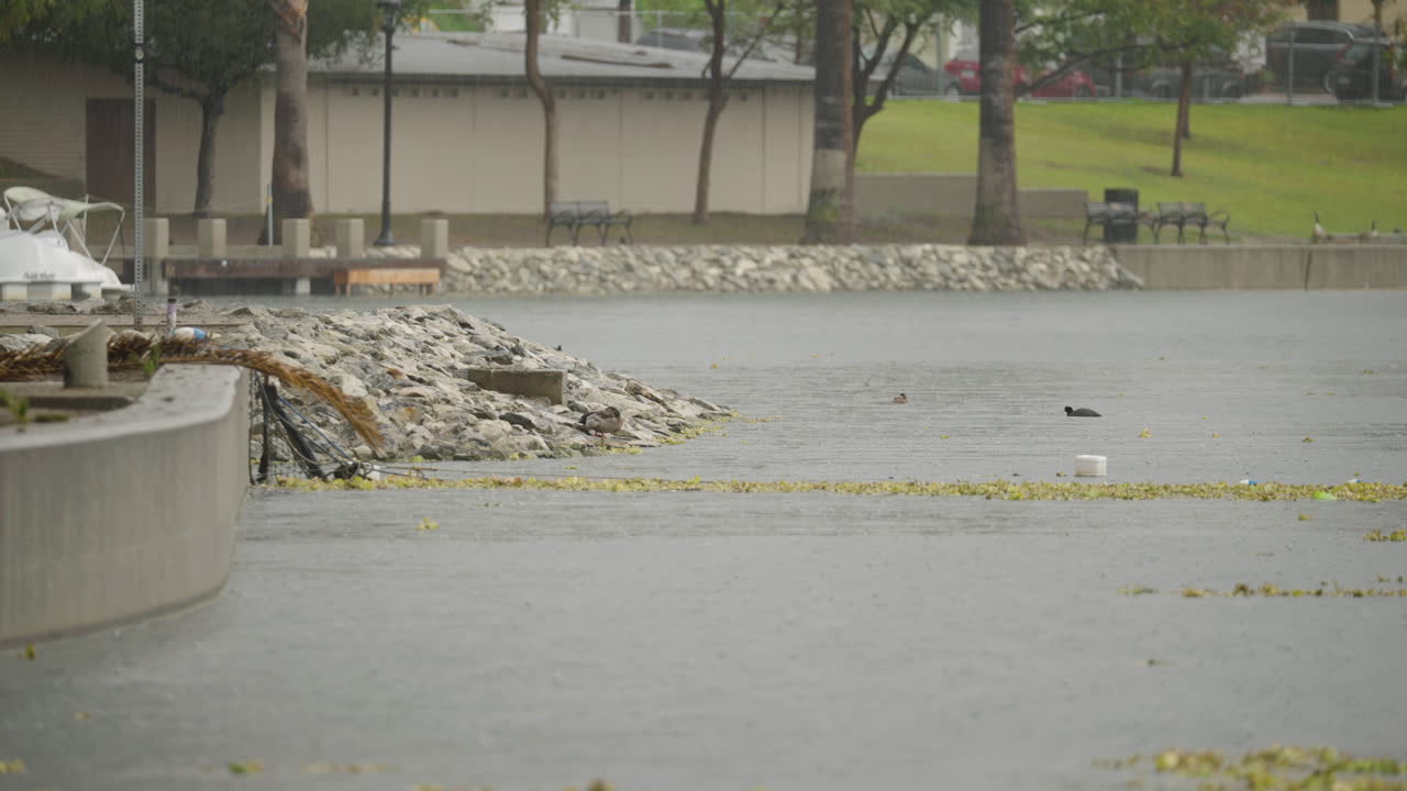 캘리포니아주 로스앤젤레스의 에코 파크 호수에 내리는 폭우