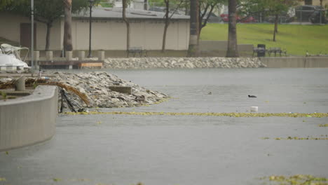 Amplia-Toma-De-Lluvia-Cayendo-Sobre-El-Lago-Echo-Park-En-Los-Angeles,-California