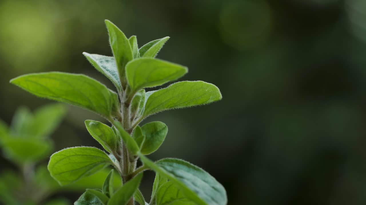 una atractiva planta de mejorana se mueve con el viento durante una toma macro