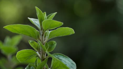 Eine-Gut-Aussehende-Majoran-Pflanze-Bewegt-Sich-Während-Einer-Makroaufnahme-Im-Wind