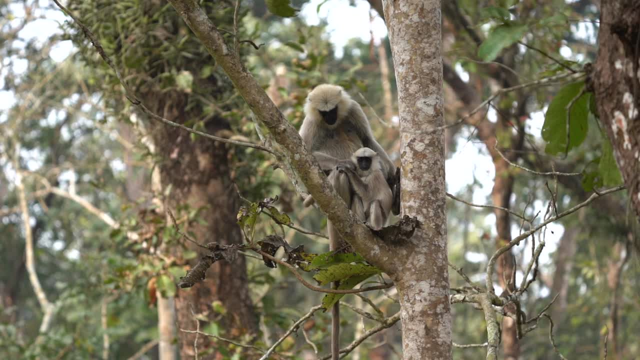 algunos monos langur relajándose en un árbol en el parque nacional de chitwan