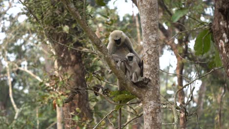 algunos monos langur relajándose en un árbol en el parque nacional de chitwan