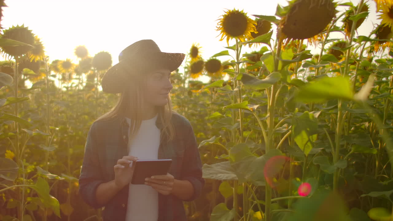 una mujer con un sombrero de paja y una camisa a cuadros está caminando por un campo con muchos girasoles grandes en un día de verano y escribe sus propiedades en su tableta para un artículo científico.