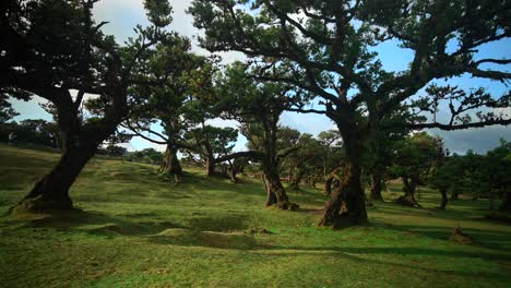 fanal pond forest in madeira portugal with beautifull landscapes around and incredible nature filmed in 4k at morning time with smooth movement