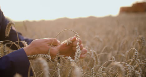 agriculture farmer checking wheat grains in hands