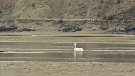 nature's migration: american white pelican in cooney bay, kamloops