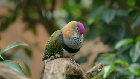 un pájaro colorido atrae la atención con sus sonidos