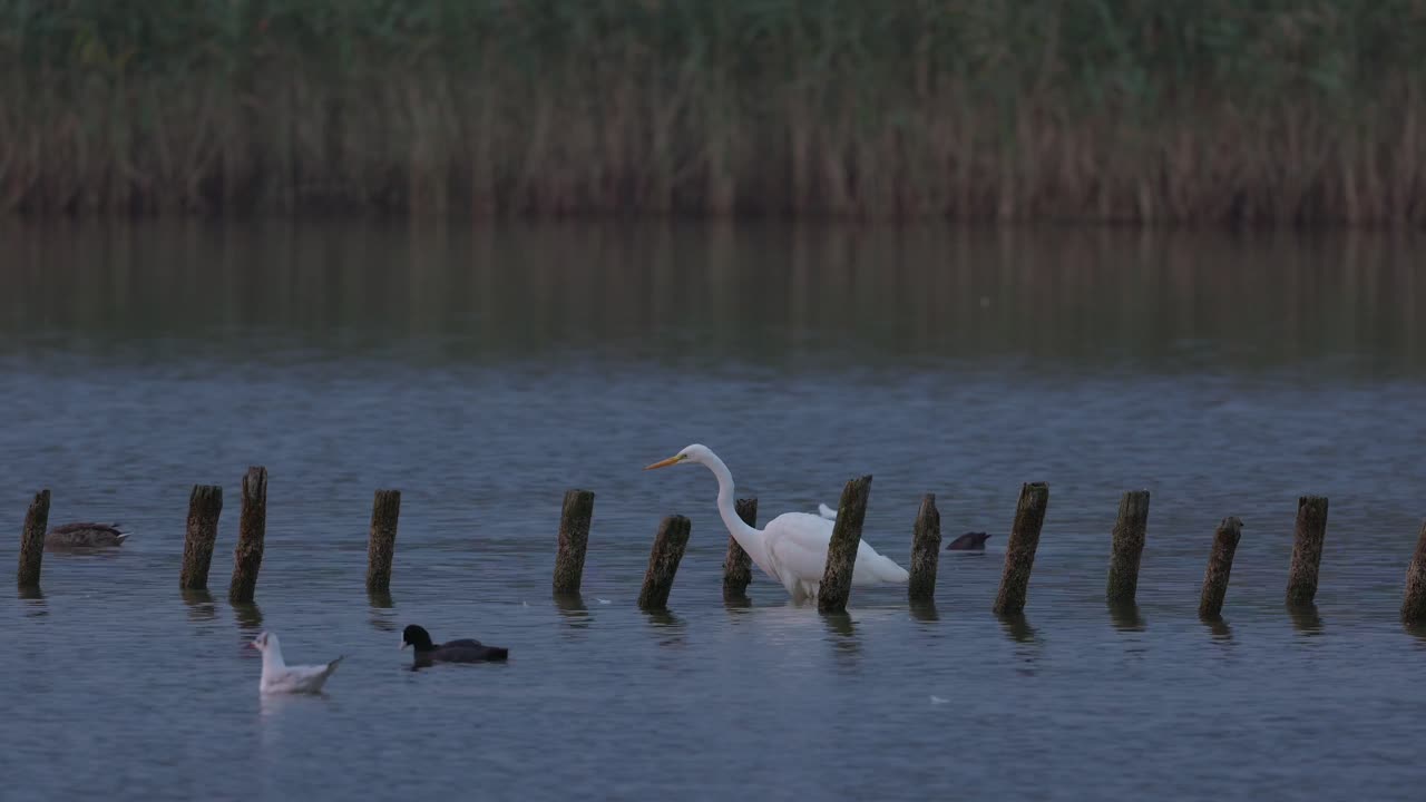 garza blanca buscando comida en un pequeño lago en polonia