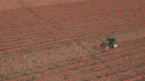 4k-Giant-Pumpkin-patch---Drone-Flight-dolly-right-+-pan-left-+-Overhead