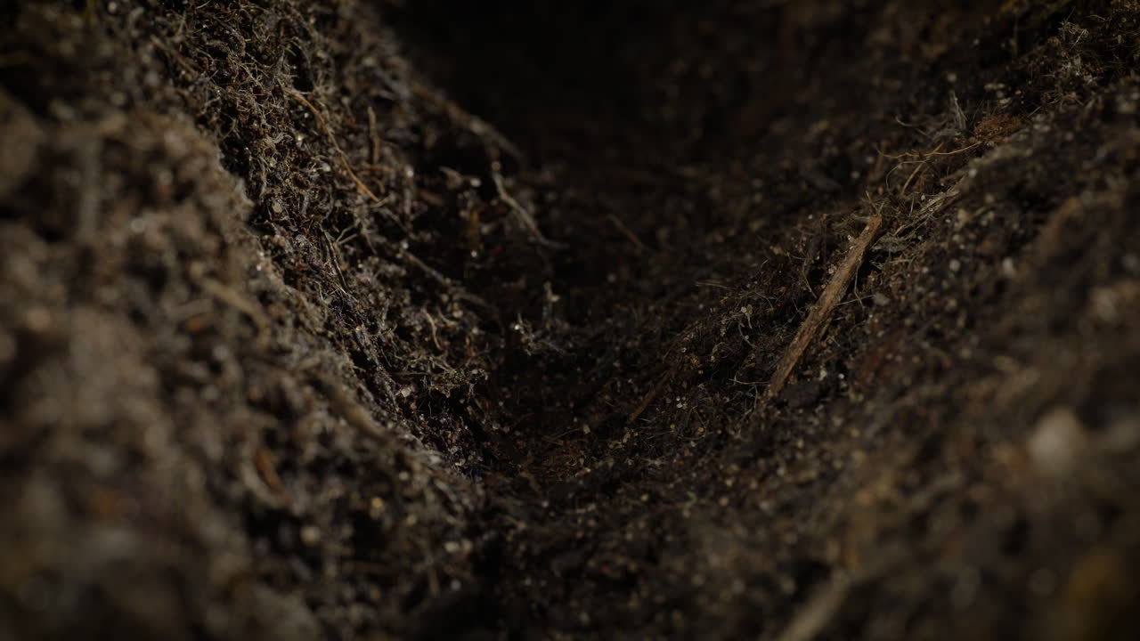 Two seeds being sown in soil