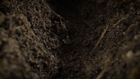two seeds being sown in soil