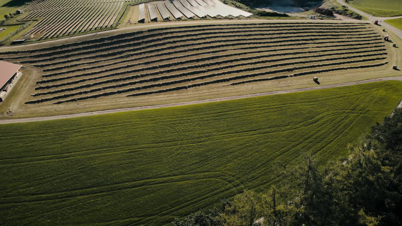 filas de viñedos exuberantes con una granja, bajo la cálida luz del sol, vista aérea