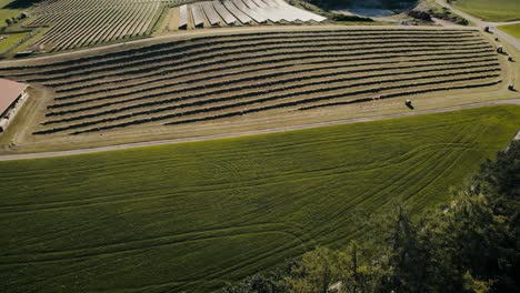 Lush-vineyard-rows-with-a-farmhouse,-under-the-warm-sunlight,-aerial-view