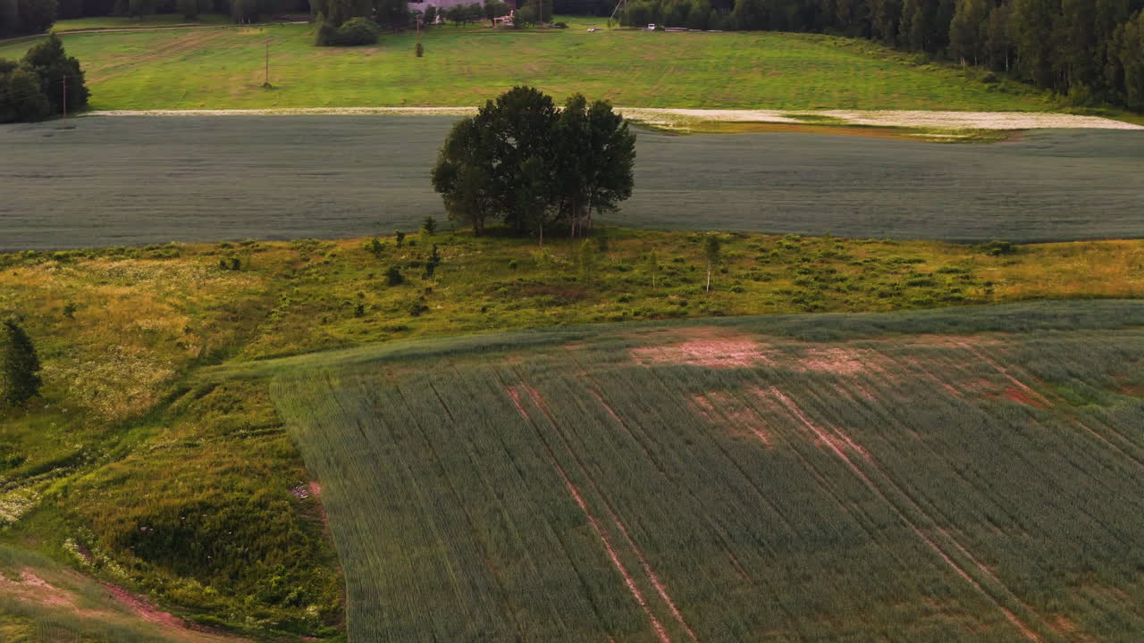 Barley field meeting wild grassy meadow and trees in rural Latvia under warm light.