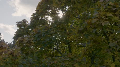 Green-maple-tree-with-sunshine-behind-slowly-reveals-cloudy-sky-and-evergreens-in-background