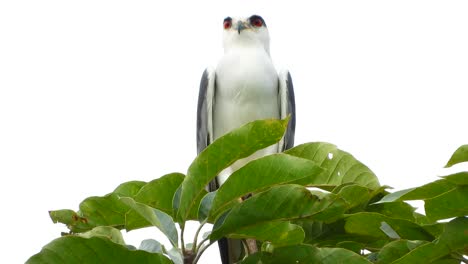 Black-winged-kite-in-tree-UHD-MP4-4k-Video