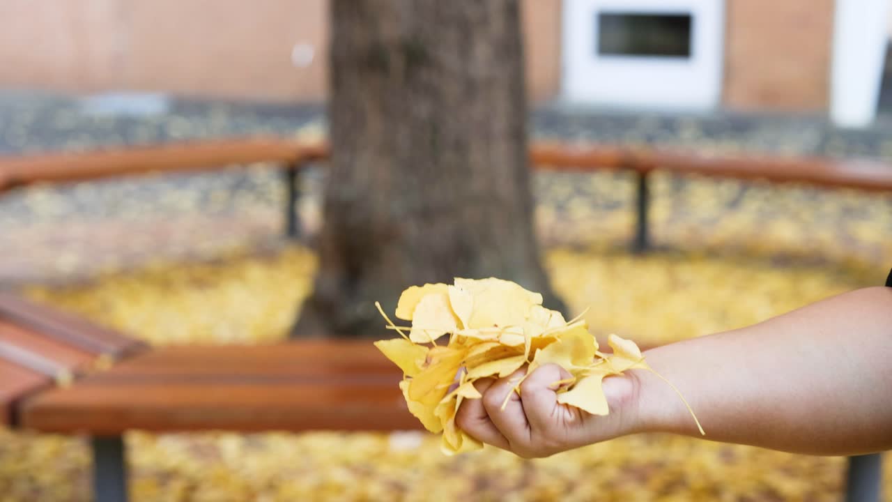 Hand tossing yellow ginkgo leaves outdoors
