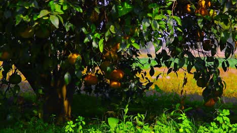 Orangen-Auf-Dem-Baum-Im-Garten,-Nahaufnahme-Aus-Niedrigem-Winkel-Mit-Schatten-Des-Baumes