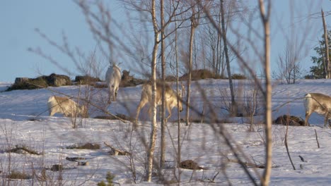 herd of reindeers grazing on winterly lapland forest, sweden