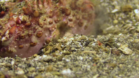 close-up shot of box crab hiding in sand, body half covered, digging in further, use of claws and smaller legs to cover body with sand