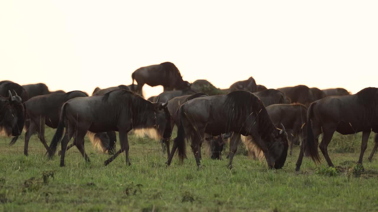 una manada de ñus caminando y pastando al amanecer en el masai mara, kenia