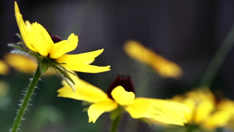 el aire soplando en los hermosos girasoles de susan de ojos negros en el jardín de centerville, ohio en una mañana de brisa - macro
