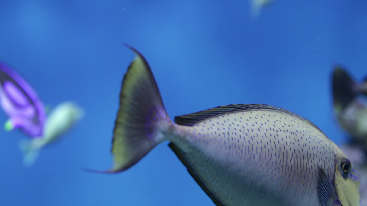 Primo piano di pesci colorati e rari sott'acqua