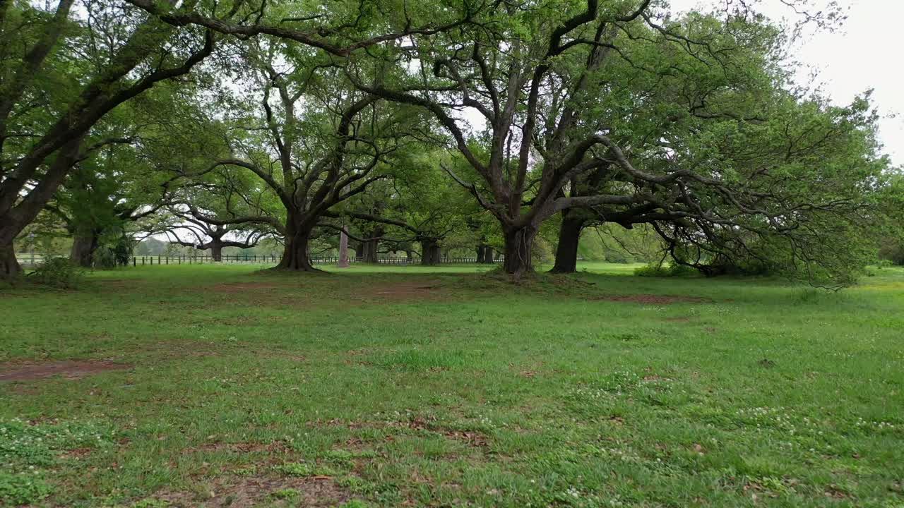 Droning through trees at City Park near a frisbee park
