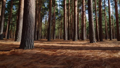 pine forest landscape