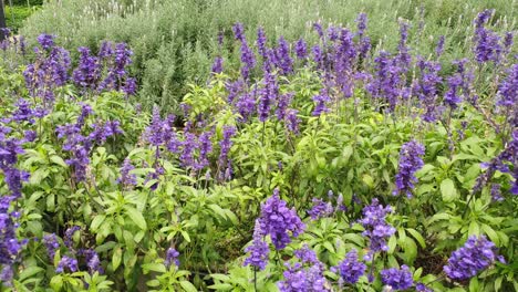 the beautiful flowers and grass beds of cameron highlands malaysia