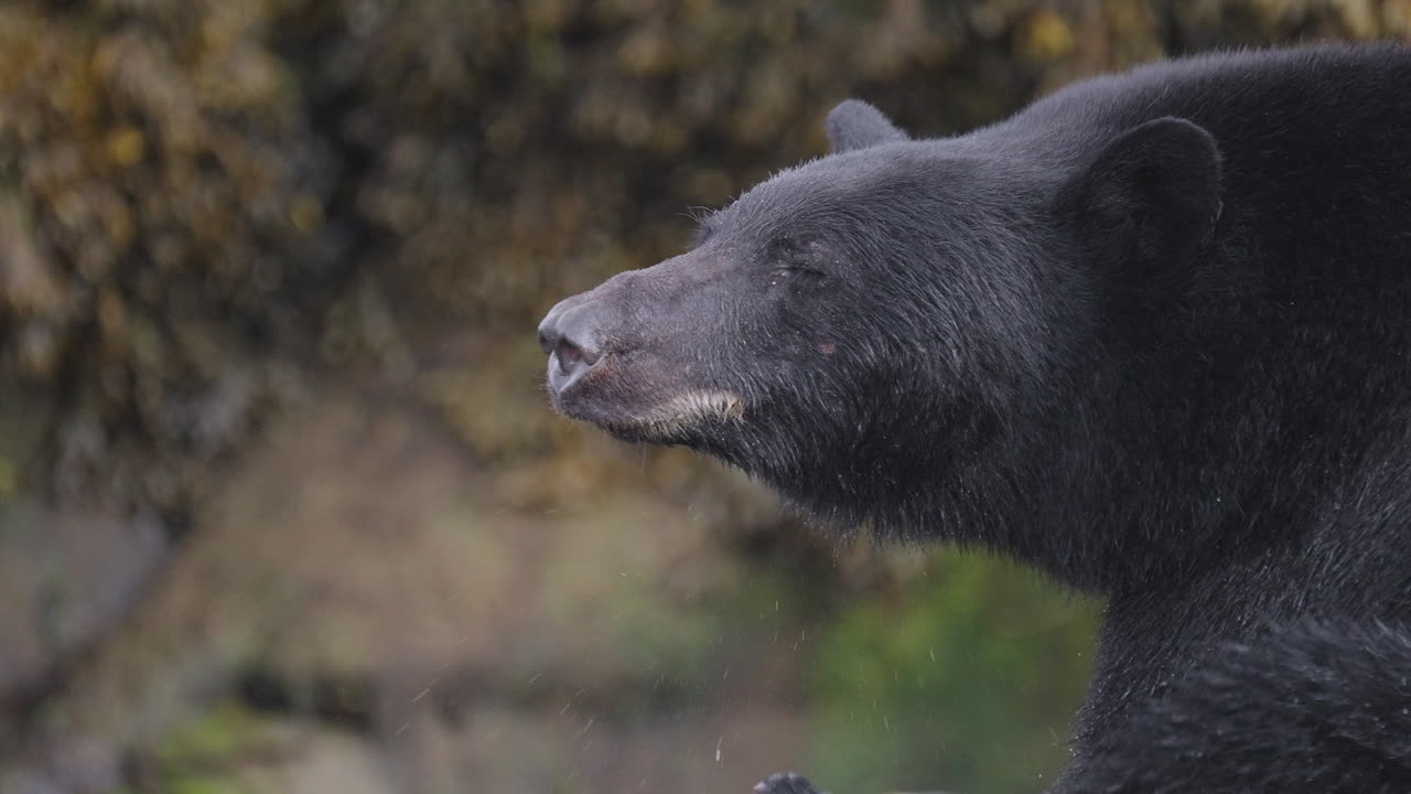 Orso nero nella Columbia Britannica, Canada, che pesca lungo la spiaggia e gli scogli per prepararsi al letargo e all'inverno