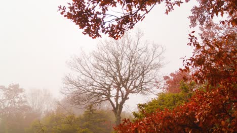 orange oak tree with fog at autumn