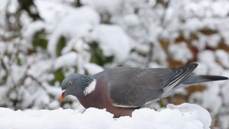 woodpigeon columba palumbusow feeding on snow covered bird table in the uk