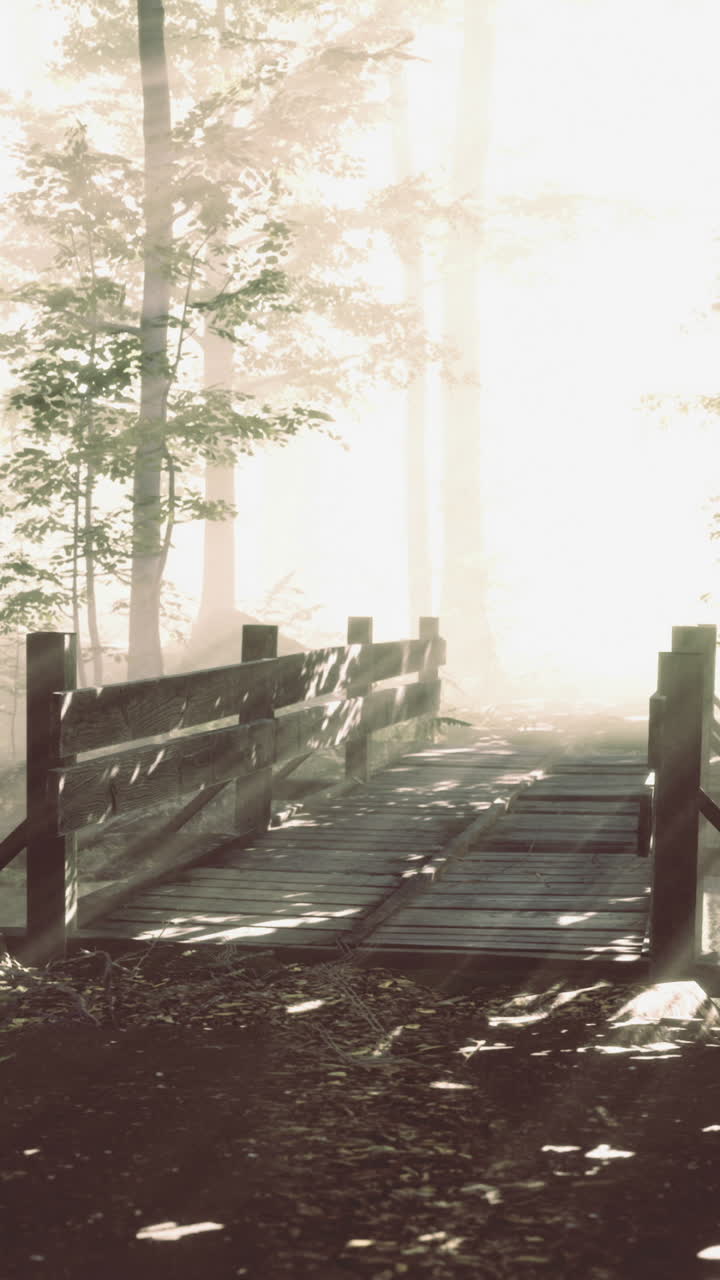 Surrounded by tall trees and glowing mist sunlight filters through the branches