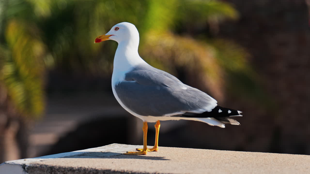 Close up of a seagull standing on a ledge with a blurred view of palm trees on a sunny day