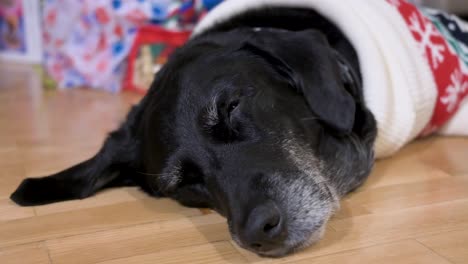 una vista de cerca de un perro labrador senior negro somnoliento con un suéter de tema navideño mientras yace en el suelo