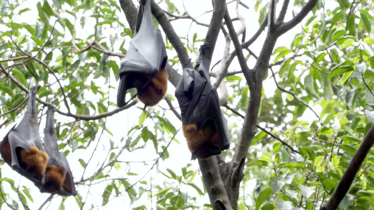 Bats roosting in trees tropical forest wildlife natural habitat close-up animal behavior