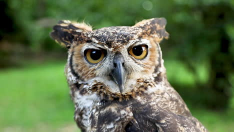 Close-up-of-the-face-of-a-Great-Horned-Owl