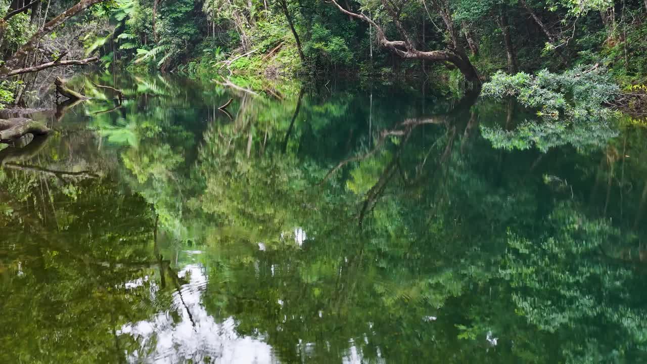 Aerial footage captures the tranquil, reflective waters of a rainforest stream surrounded by lush greenery in Port Douglas, Australia