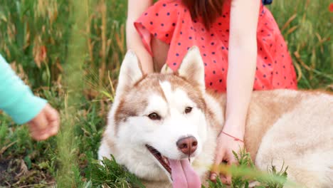 mother and her little daughter playing with siberian husky dog in poppy field