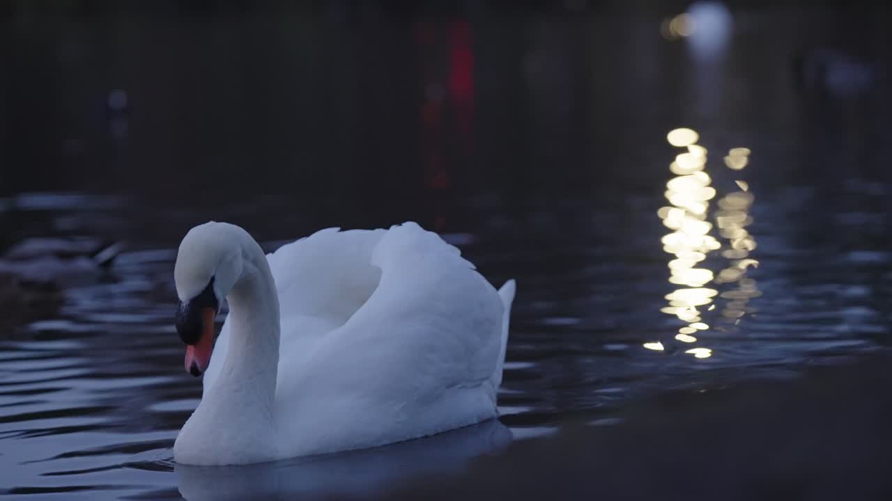 Quiet local park scenery, bird wildlife habitat, 4k 60fps tripod