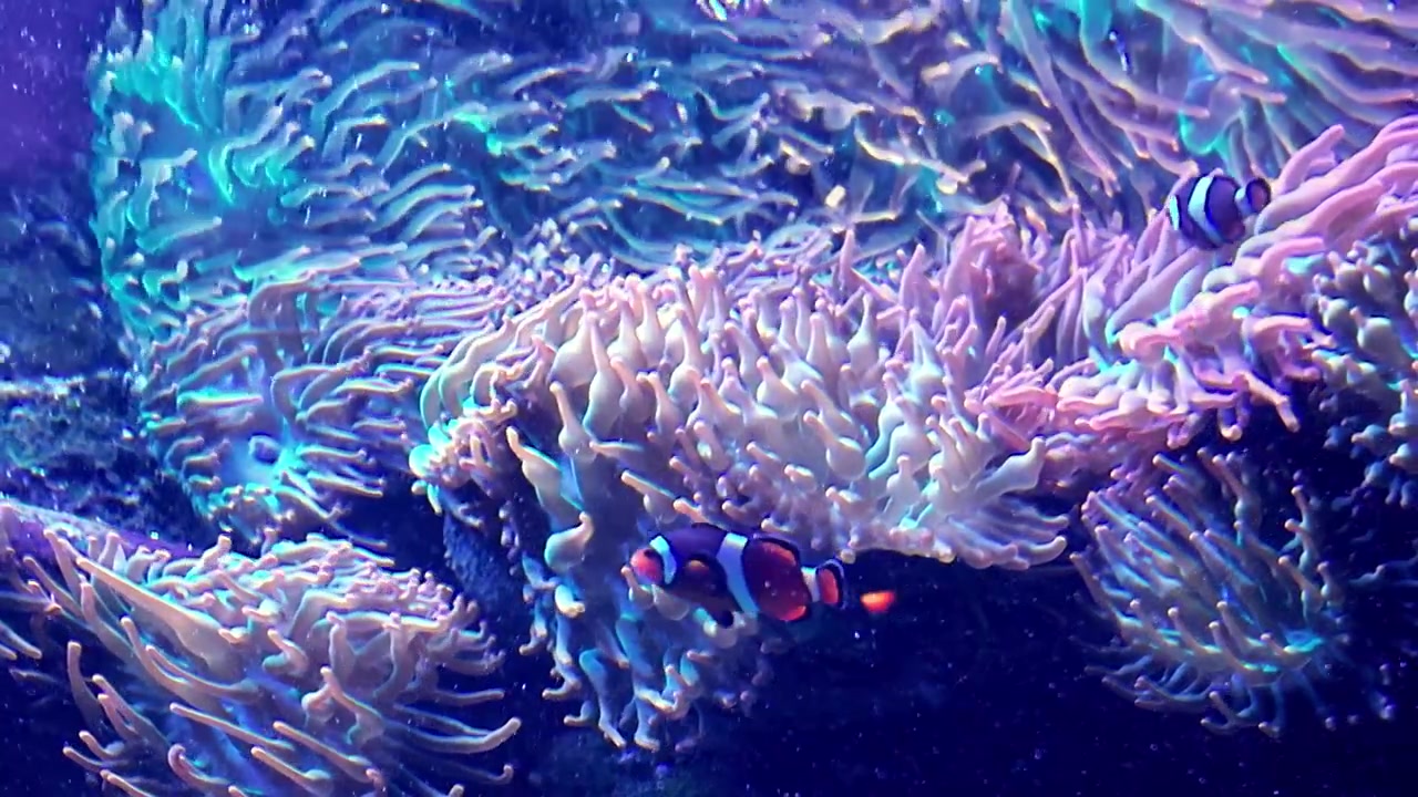 Tentakel anemon laut berwarna-warni bergoyang di dalam habitat terumbu karang akuarium yang diterangi cahaya biru
