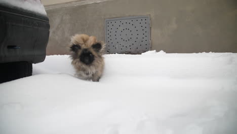 Perro-Pequinés-Saltando-Sobre-Un-Pavimento-Nevado-En-Montpellier,-Francia.-Camara-Lenta