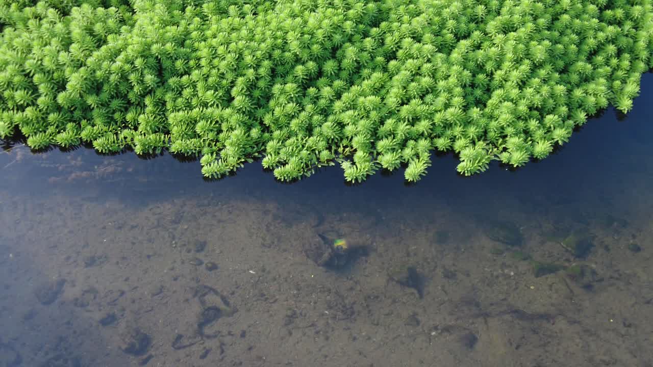 Myriophyllum aquaticum, wetland aquatic plants, macrophyte plants
