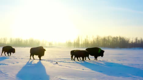 búfalos de invierno que migran con terneros y bisontes machos durante un glorioso resplandor ámbar del amanecer mientras sus sombras se reflejan con un ligero destello de luz en un camino cubierto de nieve en una llanura clara 1-2