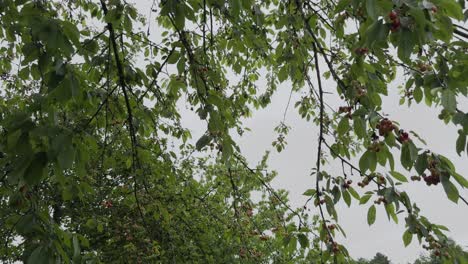 Vista-Abierta-De-Cerezos-Cargados-De-Cerezas-Rojas-Y-Verdes-En-Un-Día-Nublado