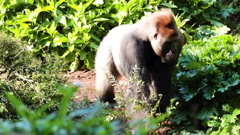 gorilla moving through lush greenery at zoo